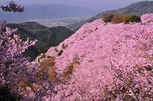 徳島県八百万神之御殿の桜300-199.jpg