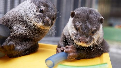 HANABIYORI　カワウソ500-281.jpg