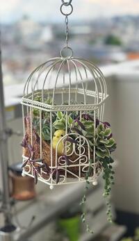 公開　鳥かごの寄せ植え.jpg