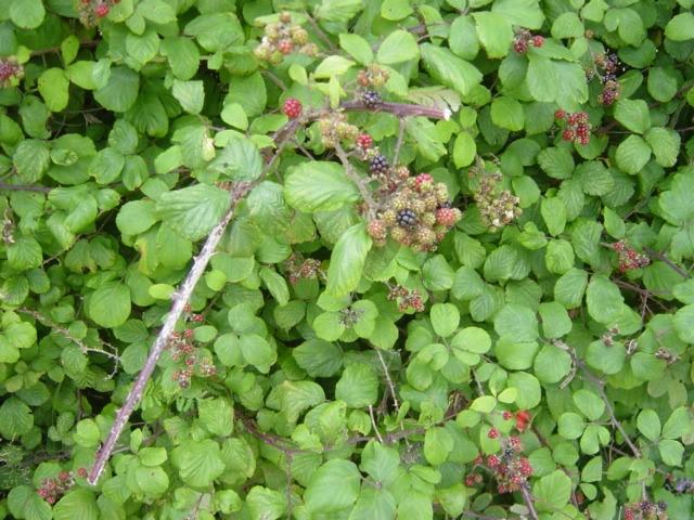 blackberries