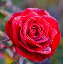 公開 バラ栽培講座休眠期の管理.jpg