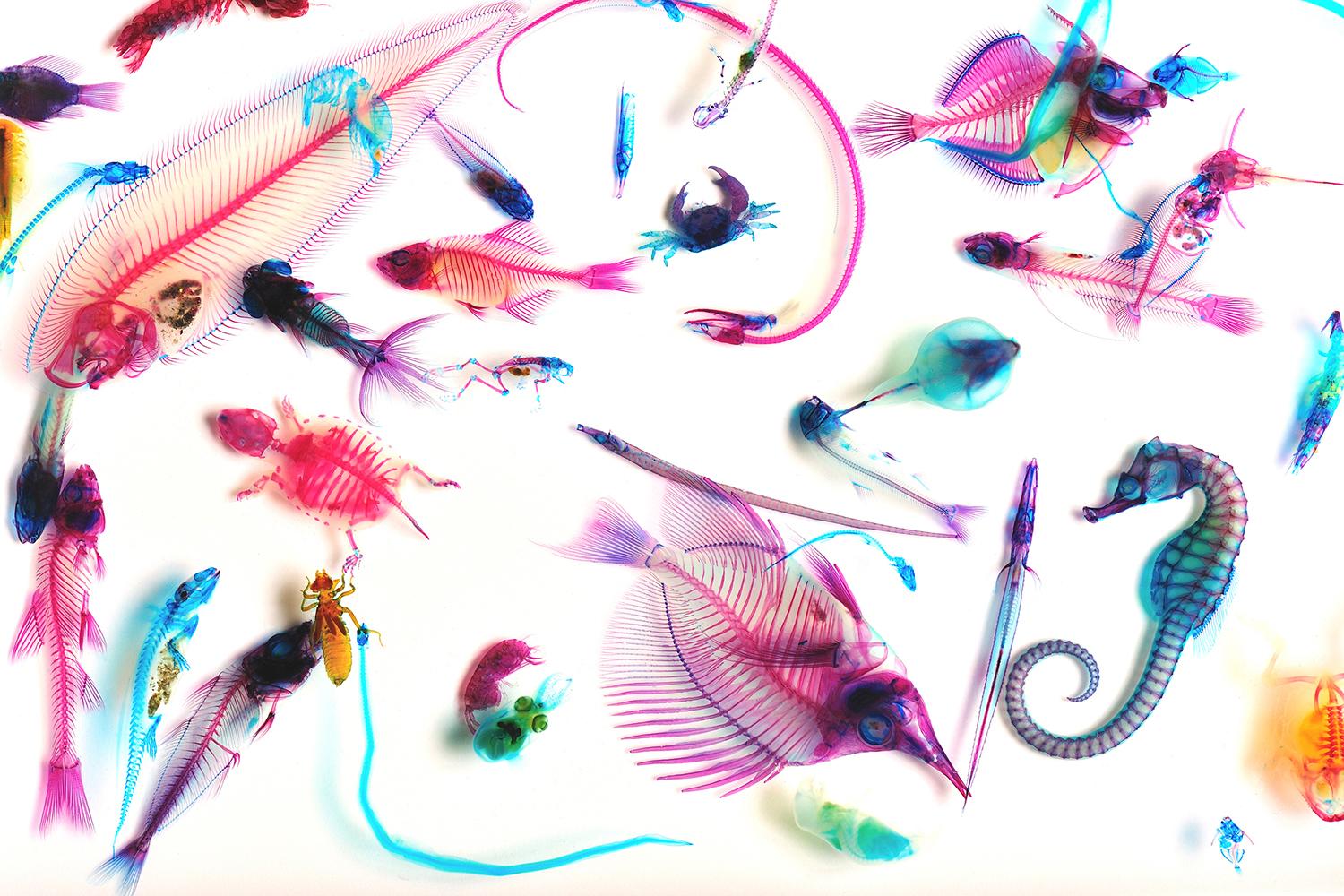 8、98D-透明標本 クレジットNew World Transparent Specimens Iori Tomita(C).jpg