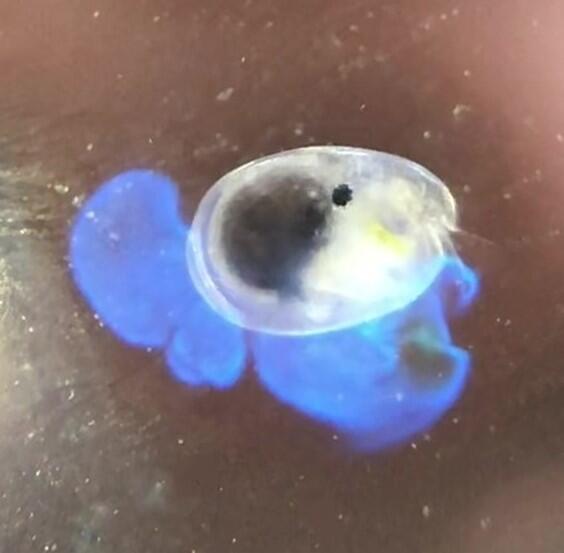 106発光生物画像2.jpg
