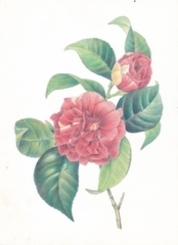 kouza