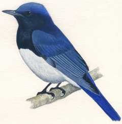水彩絵の具で描く野鳥画講座入門