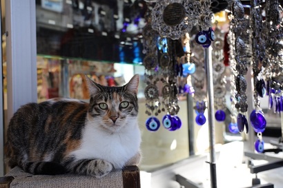 ［オンライン］トルコ・イスタンブール　ねこ散歩