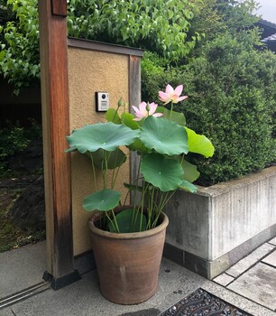 osusumekiji