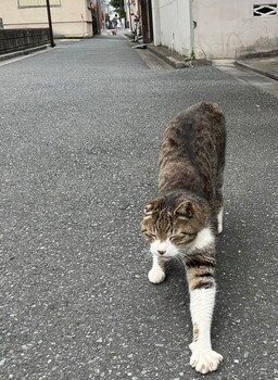 東京・ネコ路地さんぽ