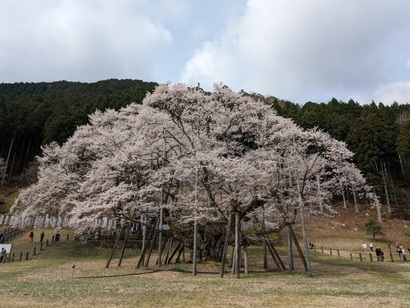 osusumekiji