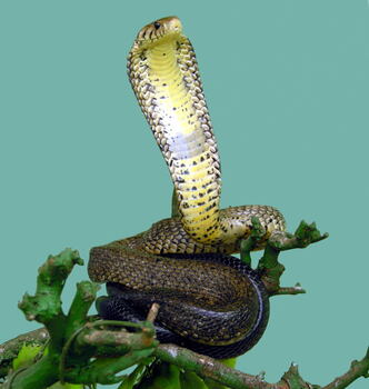 osusumekiji
