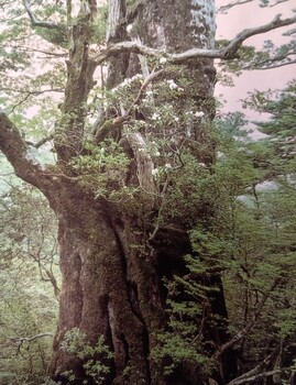 世界遺産を学ぼう・日本編