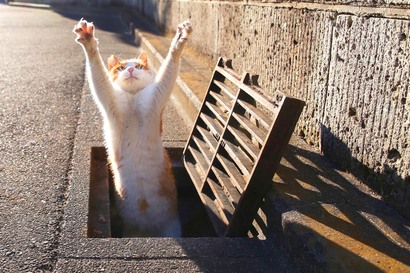 ネコラマン関口の野良猫撮影術