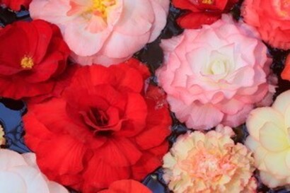 プロに学ぶデジタル写真　入門（全６回）