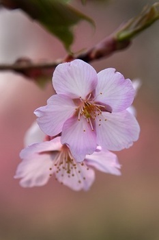季節の移ろいを撮る（講義室）